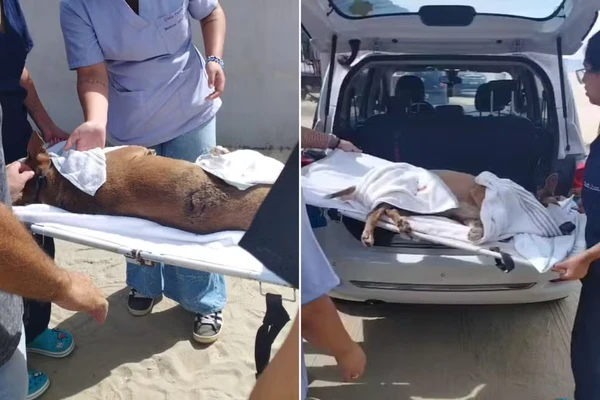 Cadela comunitária mascote de guarda municipal é esfaqueada em praia
