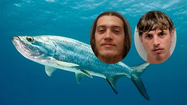 Peixe de 1,4 metro morre após ser retirado de aquário por dois homens para fazer foto