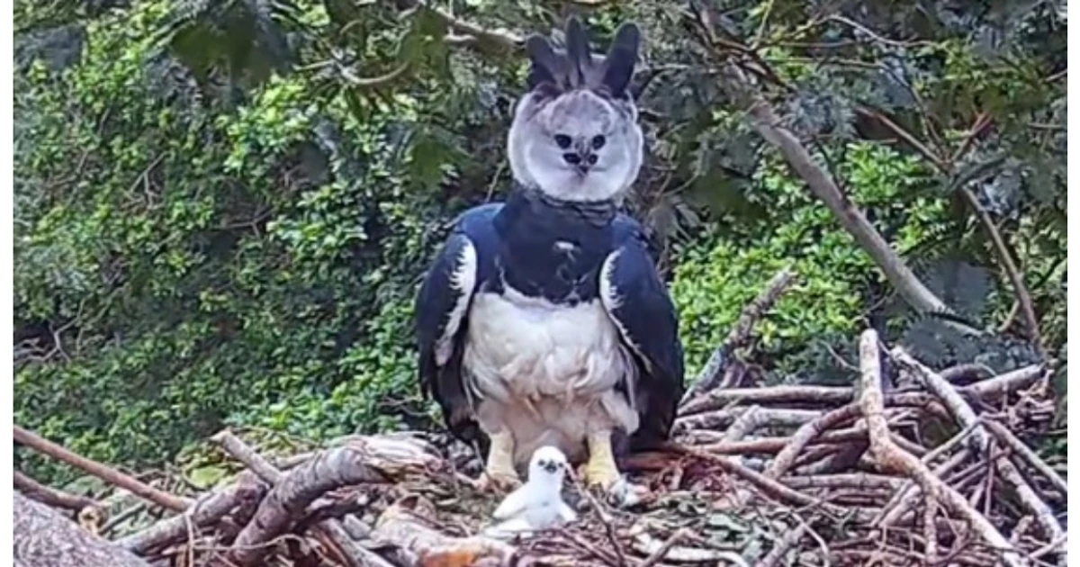 Imagem - Pesquisadores encontram ninho com filhote de maior águia do planeta