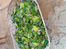 Imagem - 350 periquitos morrem de vez após tragédia no Maranhão