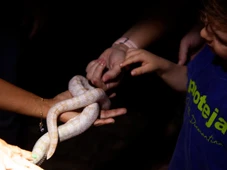 Imagem - Uma noite no zoológico: saiba como é o passeio noturno no Parque Zoobotânico de Salvador