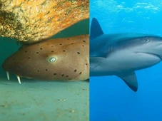 Imagem - Pelo menos 30 espécies de tubarões habitam o litoral baiano; entenda os riscos