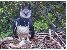 Imagem - Pesquisadores encontram ninho com filhote de maior águia do planeta