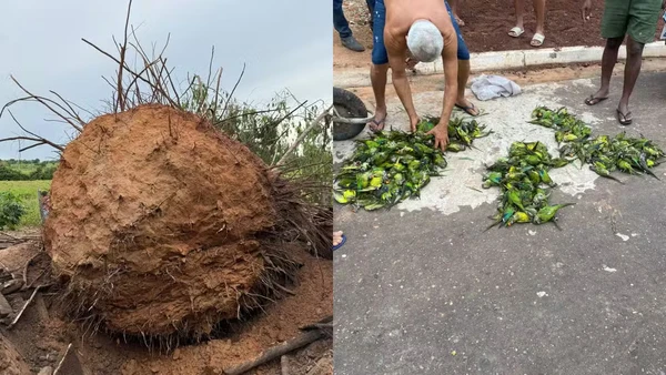 350 periquitos morreram por Reprodução