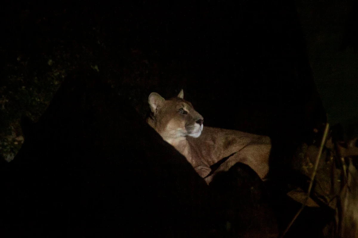 A onça-parda do zoo foi resgatada do tráfico ilegal de animais no Rio de Janeiro por Sora Maia/CORREIO 