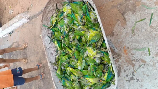 Animais morreram durante tempestade