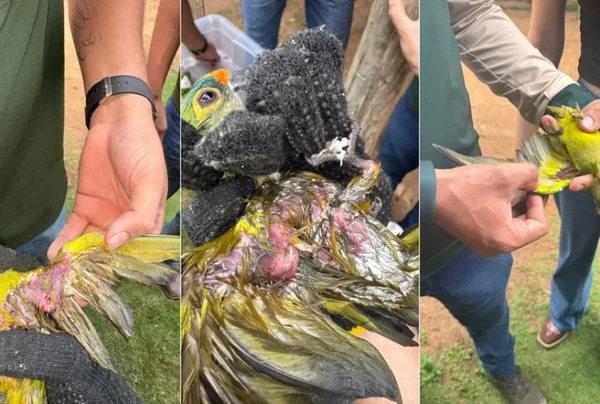 Animais morreram durante tempestade por Reprodução