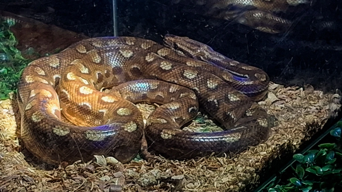 Cobra arco-íris por Sora Maia/CORREIO 