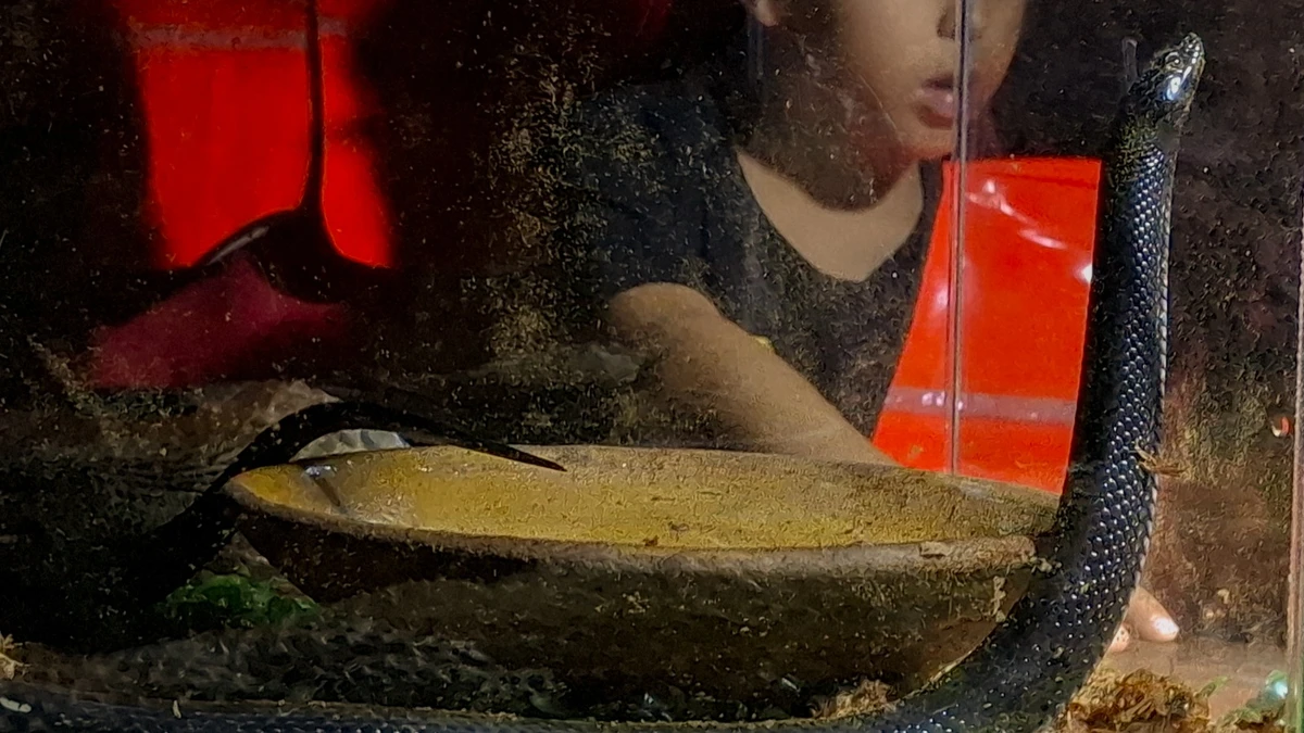 Cobra arco-íris por Sora Maia/CORREIO 