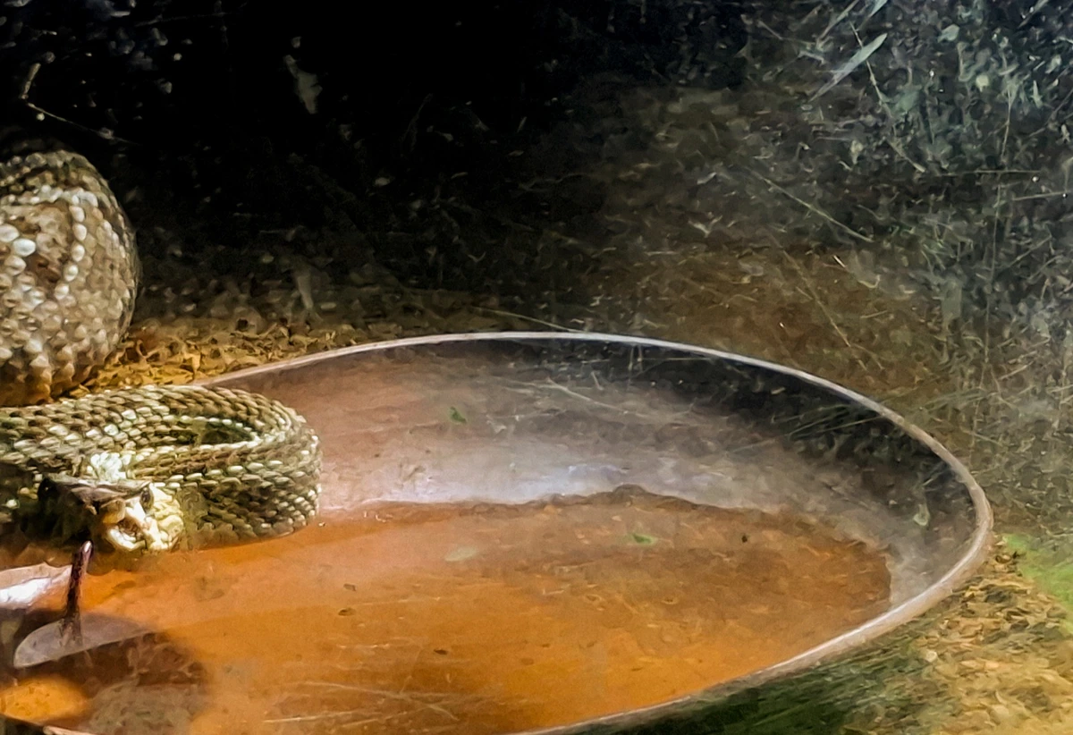 Cobra cascavel, espécie venenosa e alvo do tráfico ilegal de animais por Sora Maia/CORREIO 