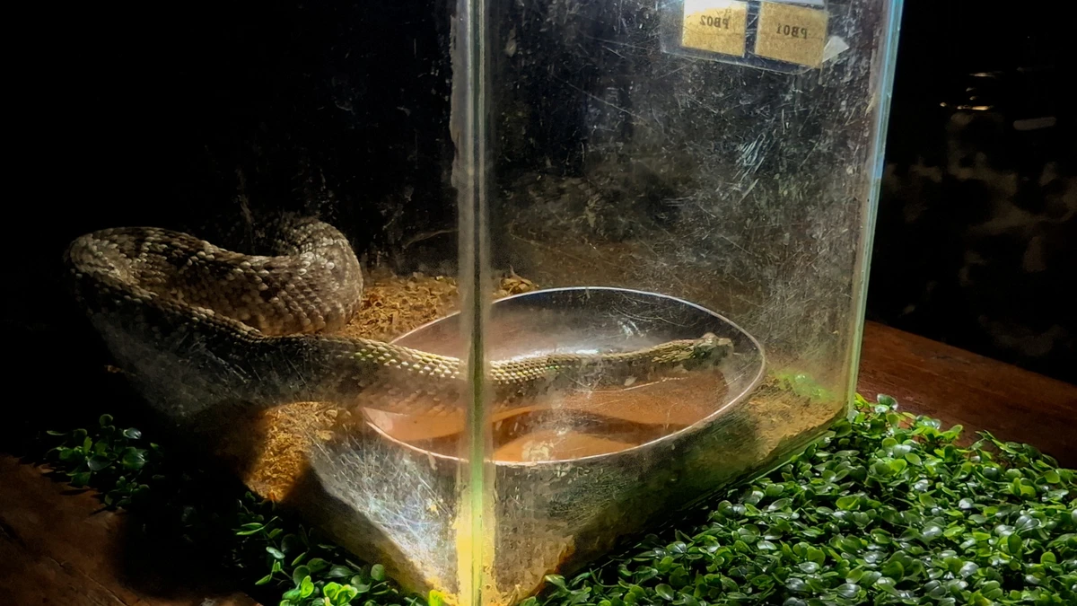 Cobra cascavel, espécie venenosa e alvo do tráfico ilegal de animais por Sora Maia/CORREIO 