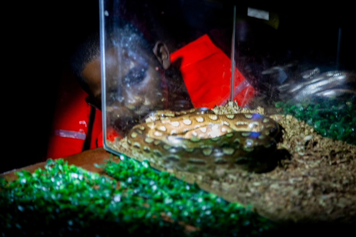 Criança observando a cobra arco-íris por Sora Maia/CORREIO 