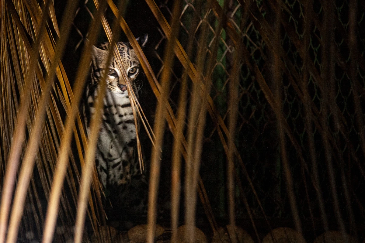 Jaguatirica por Sora Maia/CORREIO 