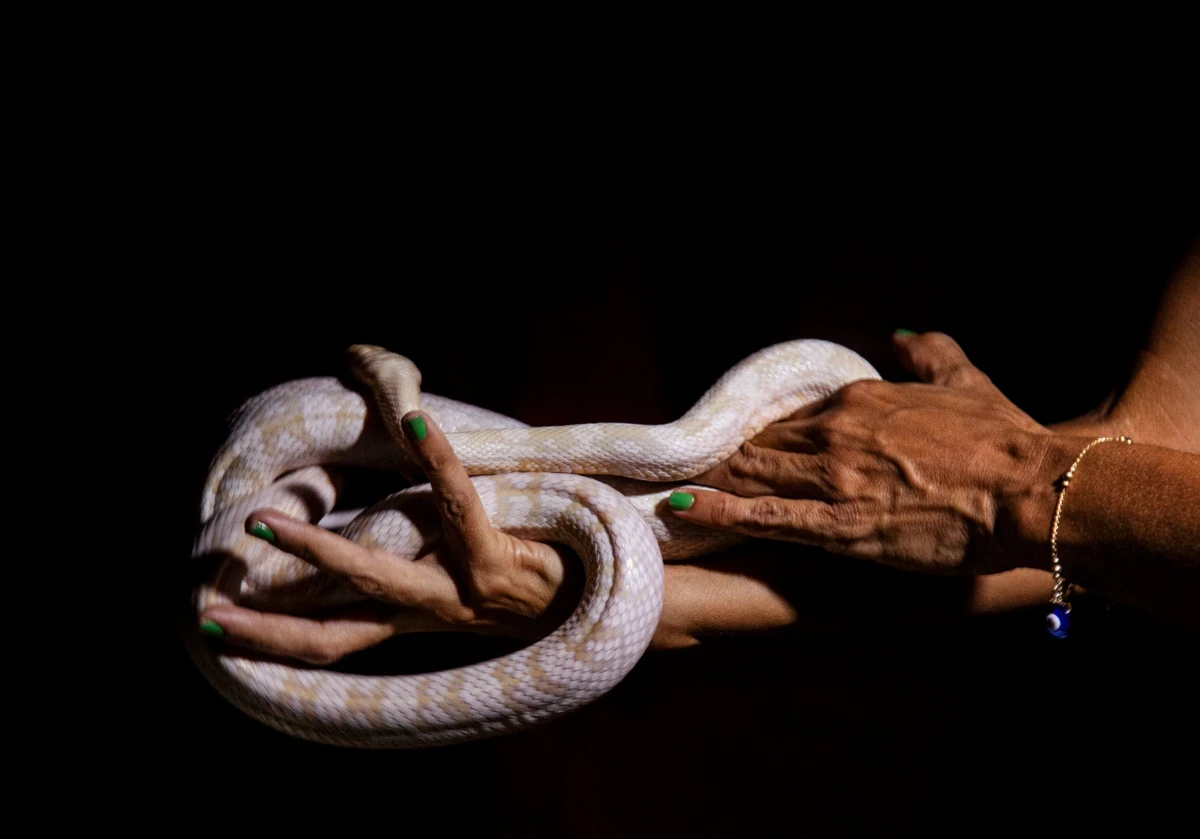 Pérola, a cobra-do-milho por Sora Maia/CORREIO 