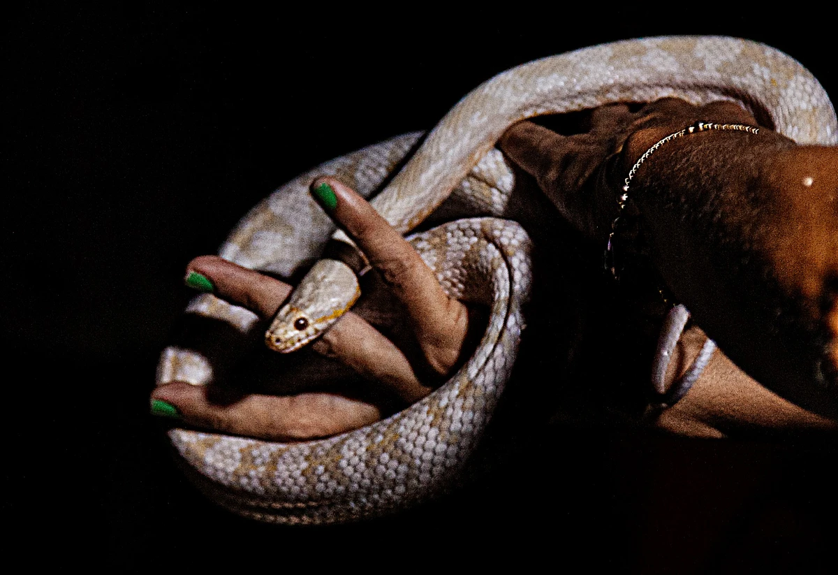 Pérola, a cobra-do-milho por Sora Maia/CORREIO 