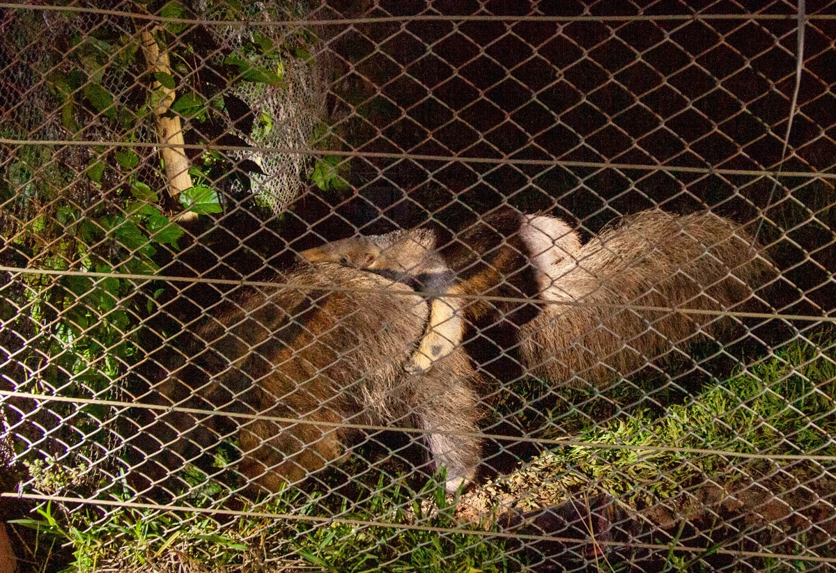 Tamanduá-bandeira com filhote de seis meses nas costas por Sora Maia/CORREIO 