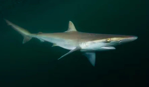 Cação-frango por Reprodução