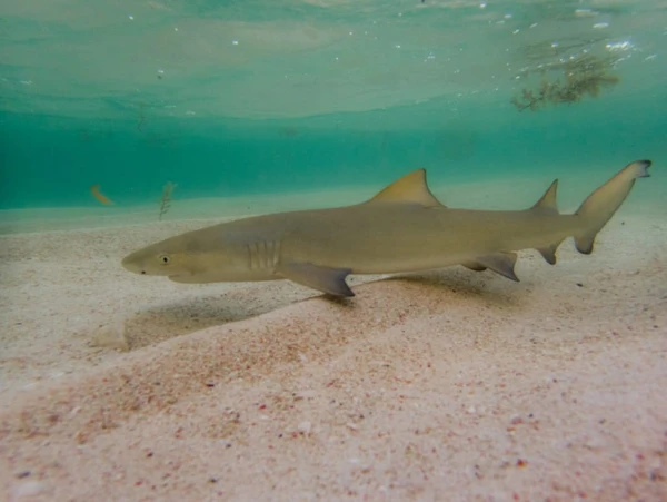Tubarão-lim ão por Reprodução