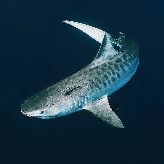 Tubarão-tigre por Reprodução