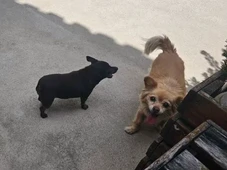 Imagem - Duas cachorras morrem após ataque em transporte de pet shop: ‘saíram saudáveis e voltaram mortas’