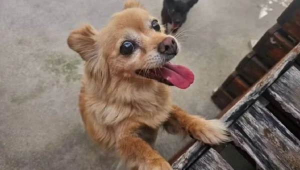 Pretinha e Pipoquinha foram atacadas por outro cachorro