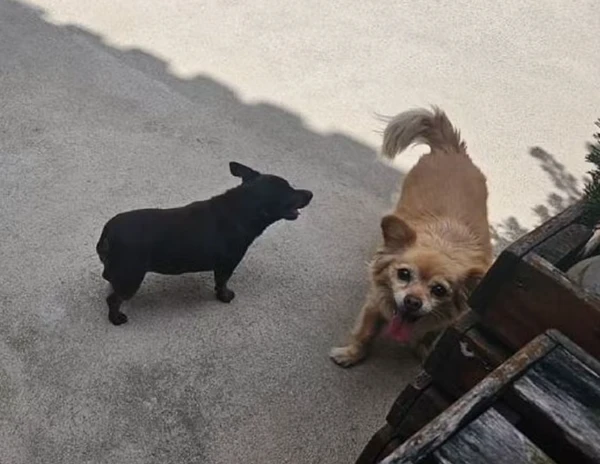 Pretinha e Pipoquinha foram atacadas por outro cachorro