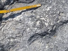 Imagem - Montanhistas descobrem por acaso evidências de fuga de tartaruga marinha de 80 milhões de anos