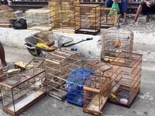 Imagem - Mais de 50 aves silvestres são resgatadas do comércio ilegal em feiras livres