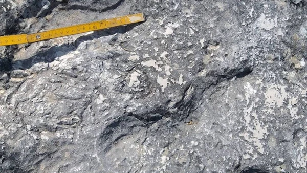 Entre as espécies prováveis, as tartarugas marinhas se destacam como as principais candidatas ao rastro