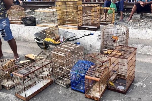 Mais de 50 aves silvestres são resgatadas do comércio ilegal em feiras livres