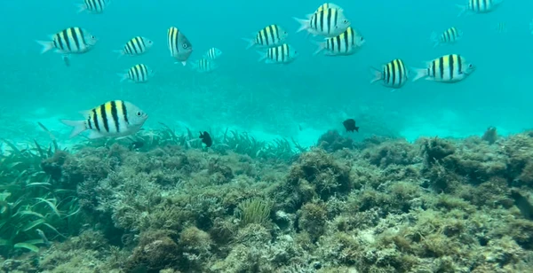 Mammee Bay  é uma área costeira localizada em Saint Ann, na Jamaica por Instagram