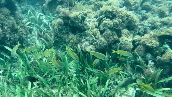 Mammee Bay  é uma área costeira localizada em Saint Ann, na Jamaica por Instagram