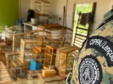 Imagem - Aves silvestres são resgatadas de cativeiro em cidade baiana