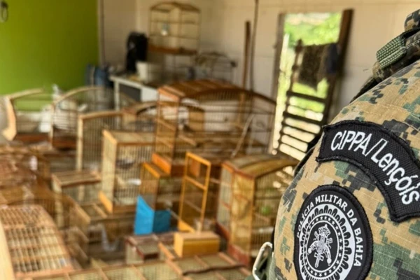 Aves silvestres foram apreendidas em Seabra