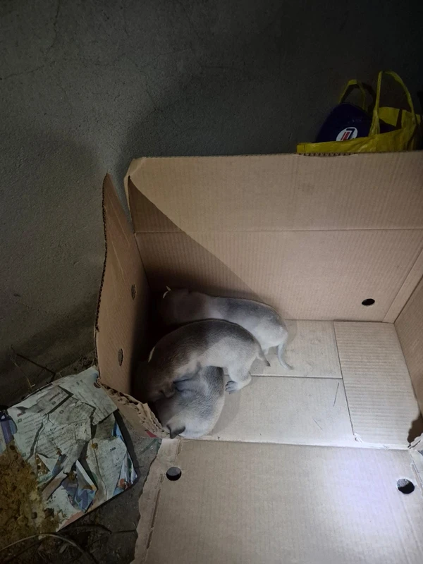 Resgate de filhotes em casa abandonada na Bahia por Divulgação