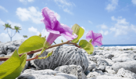 Minerais foram encontrados perto da ilha de Minami Torishima, no Pacífico por Reprodução | Profile of the Minamitorishima Island