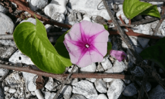 Minerais foram encontrados perto da ilha de Minami Torishima, no Pacífico por Reprodução | Profile of the Minamitorishima Island