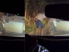 Imagem - Homem é flagrado agredindo tamanduá em rodovia na Bahia