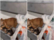 Imagem - Protetor de animais flagrado com cães mortos em freezer vira réu por maus-tratos