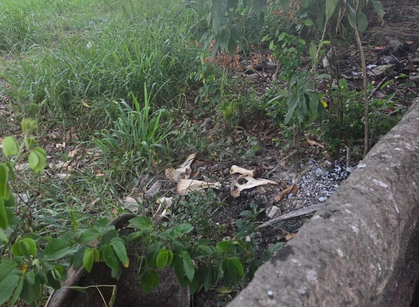 Operação contra roubo de gado na Bahia por Divulgação