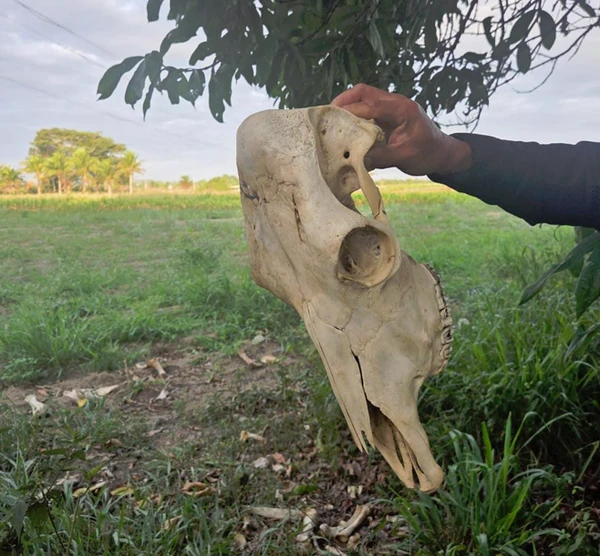 Operação contra roubo de gado na Bahia por Divulgação