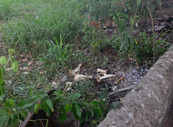 Operação contra roubo de gado na Bahia por Divulgação