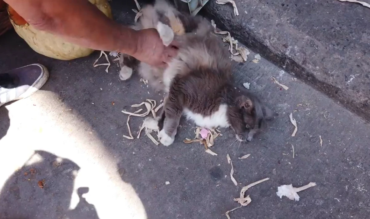 Feira é conhecida como a 'cidade dos gatos' por YouTube