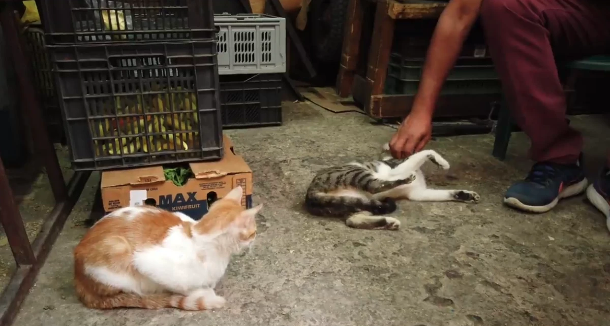 Feira é conhecida como a 'cidade dos gatos' por YouTube