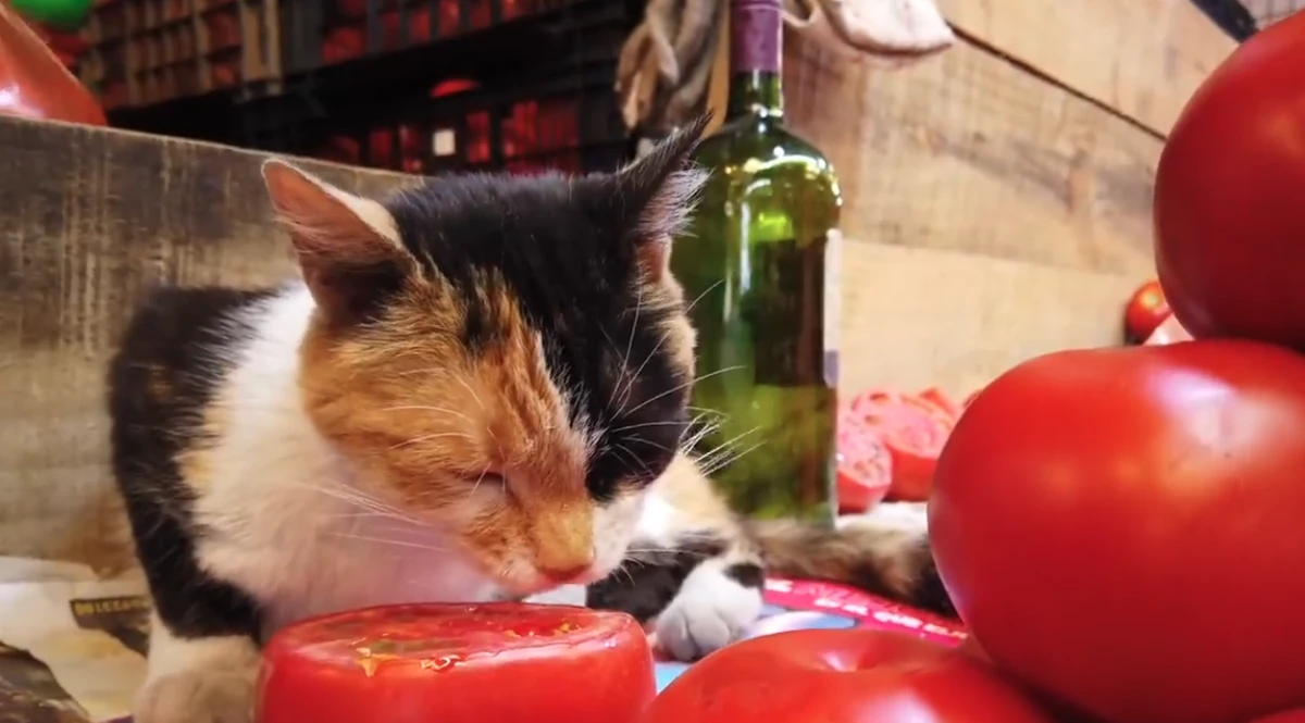 Feira é conhecida como a 'cidade dos gatos' por YouTube
