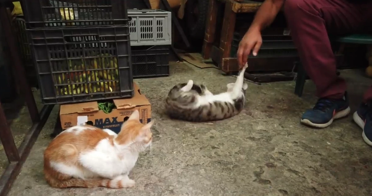 Feira é conhecida como a 'cidade dos gatos' por YouTube