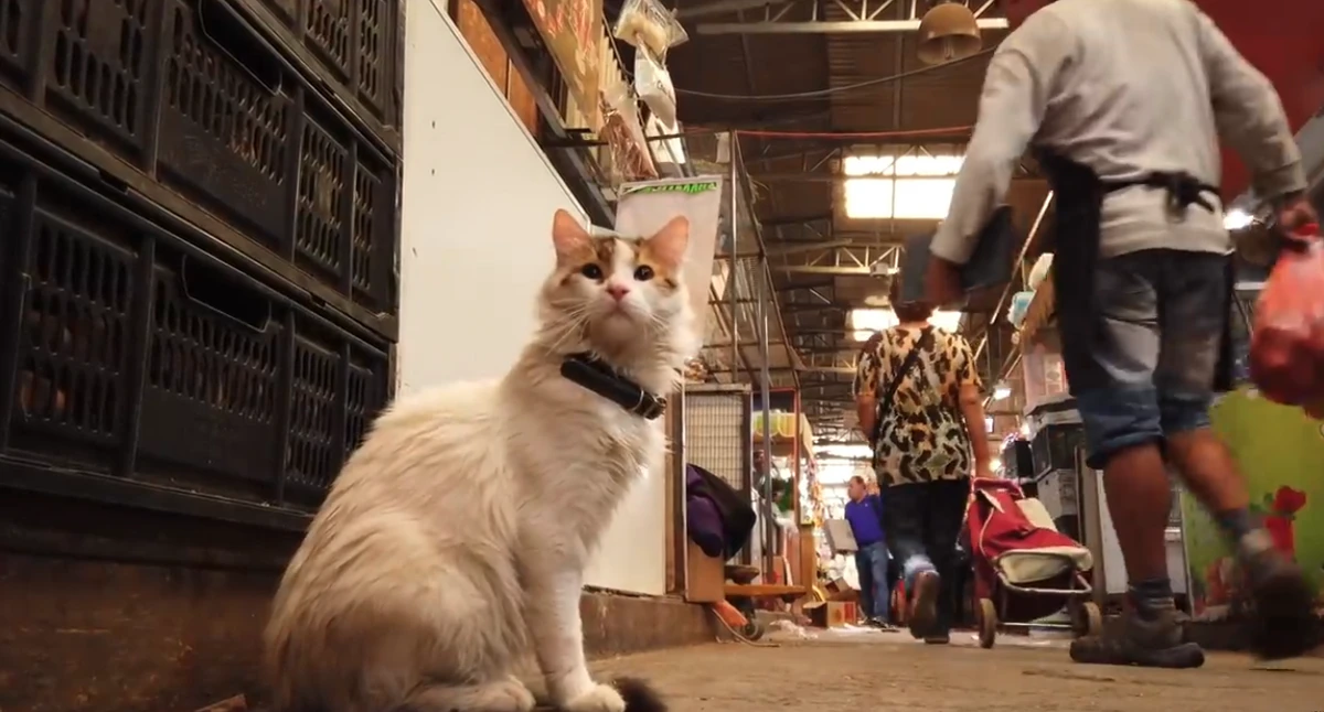 Feira é conhecida como a 'cidade dos gatos' por YouTube