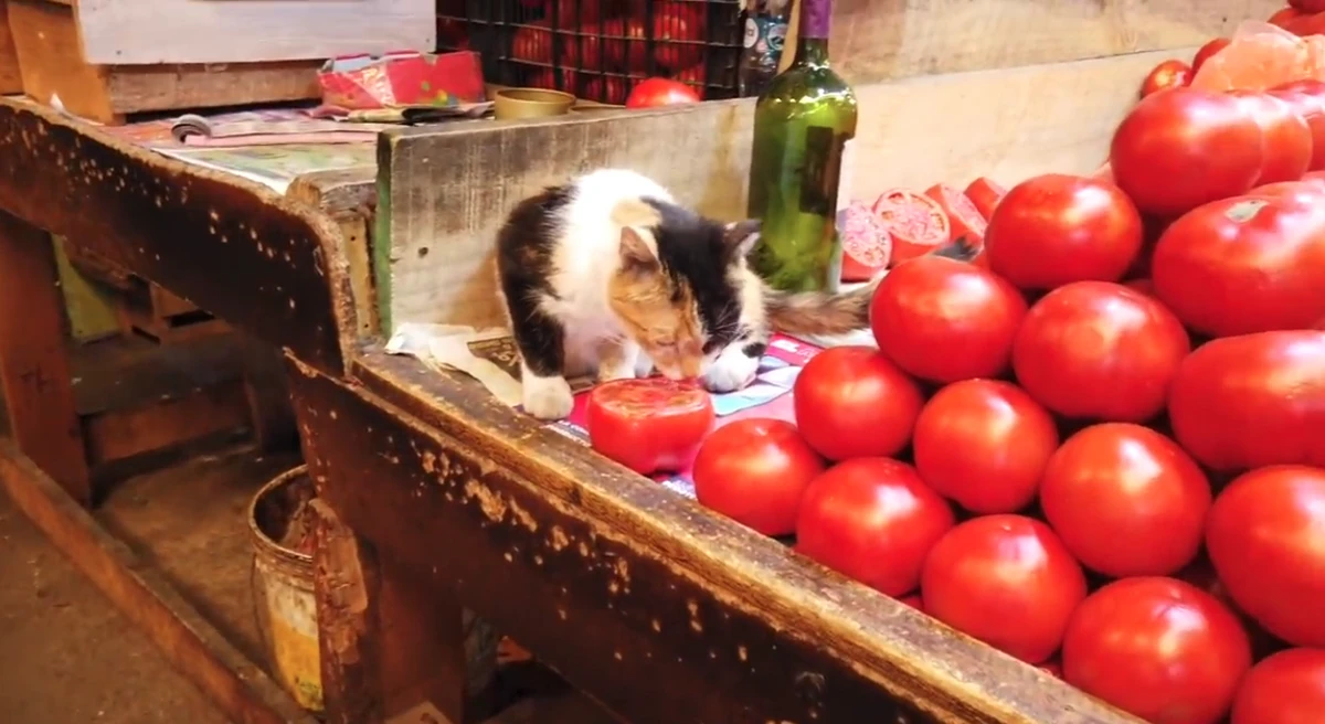 Feira é conhecida como a 'cidade dos gatos' por YouTube
