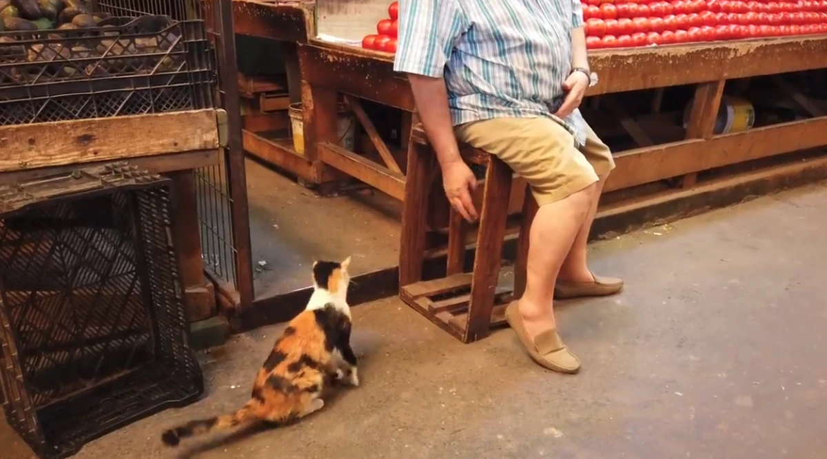 Feira é conhecida como a 'cidade dos gatos' por YouTube