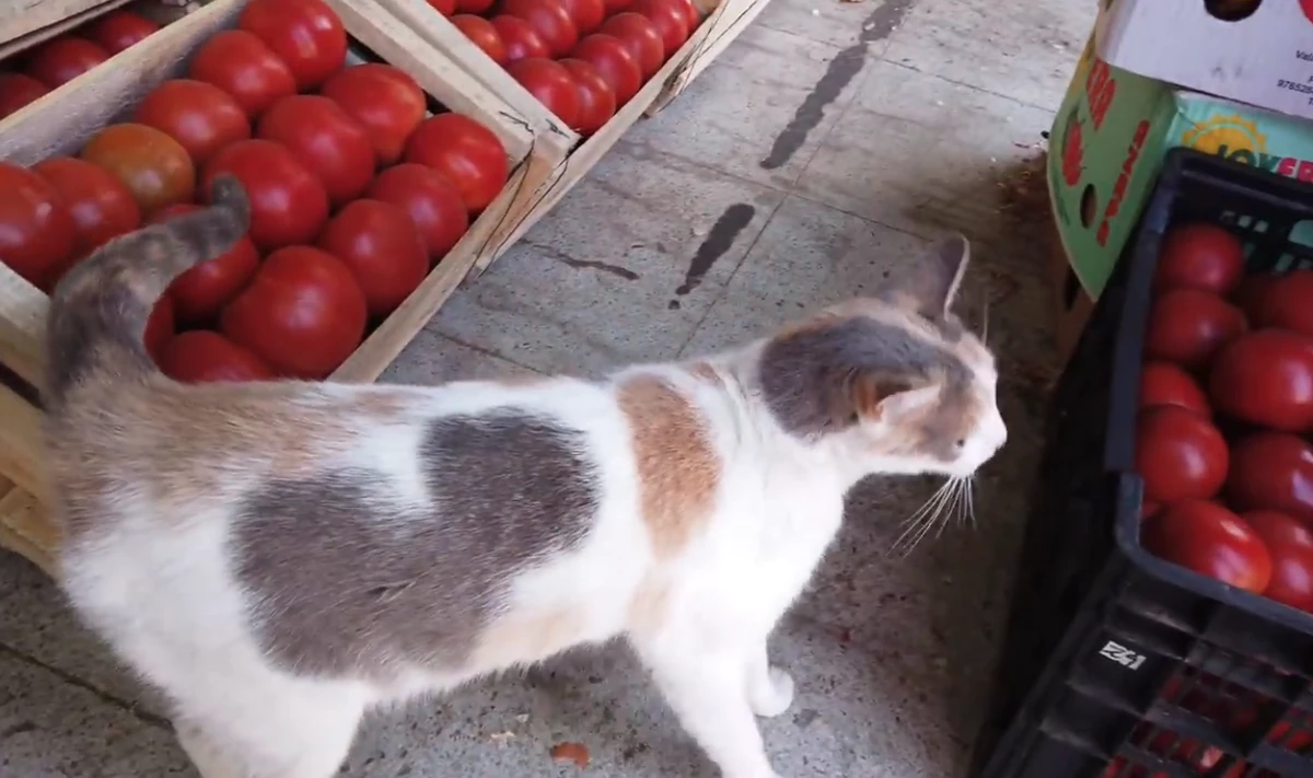 Feira é conhecida como a 'cidade dos gatos' por YouTube